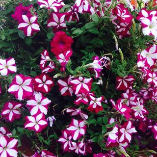 Profile Picture of Januka Gurung (@januka.gurung.5074) on Facebook