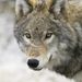 Profile Picture of Alexander Cullison (@wufpaw) on Pinterest