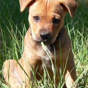 Profile Picture of K. Nichols (@_KelliNichols_) on Twitter