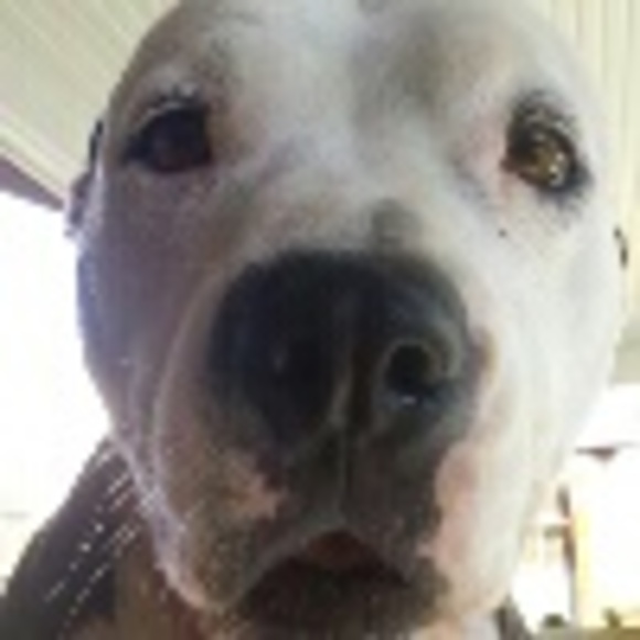 Profile Picture of Colene Borgsdorf (@bleuiyz) on Poshmark