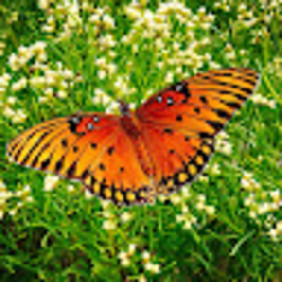 Profile Picture of M Bell (@rainflower198) on Poshmark