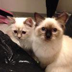 Profile Picture of Doris Och Honey (@dom_knappa_katterna) on Instagram