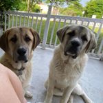 Profile Picture of Eva Andreu (@maspyrpups) on Instagram