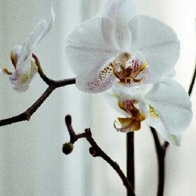 Profile Picture of Jan (@JanetPalacio) on Twitter