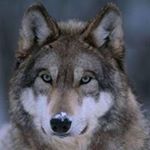 Profile Picture of Ken McCarty (@ken_mccarty) on Instagram