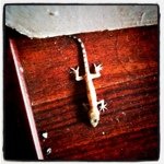 Profile Picture of Nellis De Jager (@comanci) on Instagram