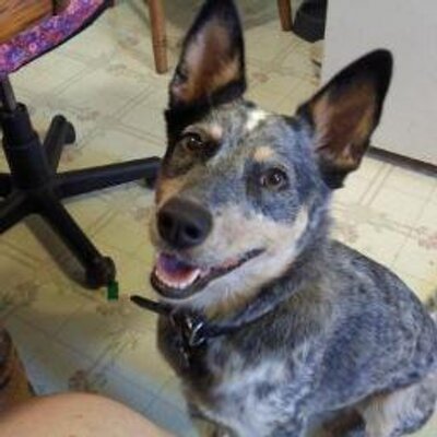 Profile Picture of Sharon Hershberger (@sharonhershberg) on Twitter