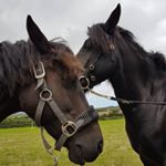 Profile Picture of Tracey Thorpe (@thorpe9691) on Instagram