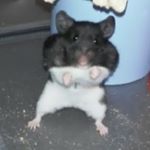 Seung Mina - Instagram Profile Picture of Seung Mina (@sutorongu_mina) on Instagram