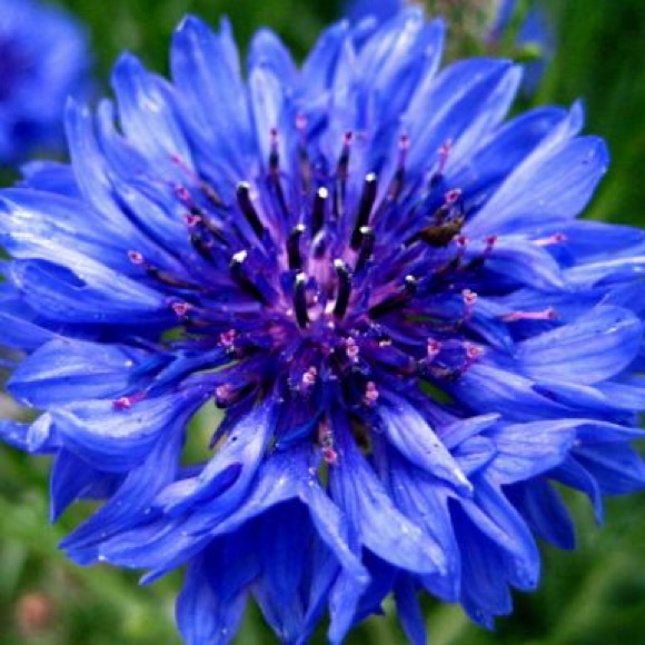 Profile Picture of Lori Billiot (@billiot4) on Poshmark