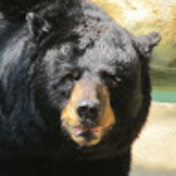 Profile Picture of Kristal Frank (@jf213kf) on Poshmark