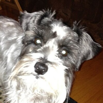 Profile Picture of Dan Camba (@PicklesandPen) on Twitter