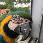 Profile Picture of Alejandro Acevedo (@aacevedo64) on Instagram