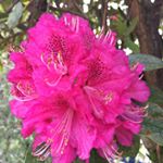 Profile Picture of Chris Battson (@chrisbattson) on Instagram