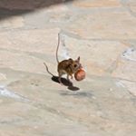 Profile Picture of Peter Callaghan (@peter.callaghan.7737) on Instagram