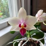 Profile Picture of Janet Usher Shriver (@momamiga) on Instagram