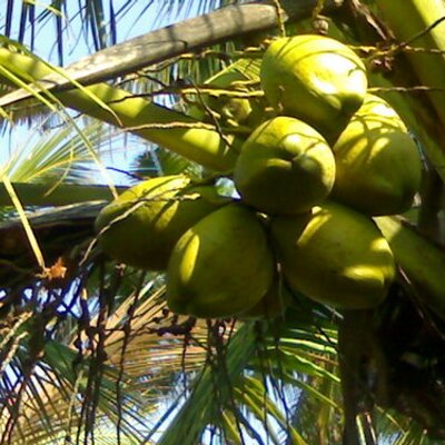 Profile Picture of Archana Chandran (@Archana86) on Twitter