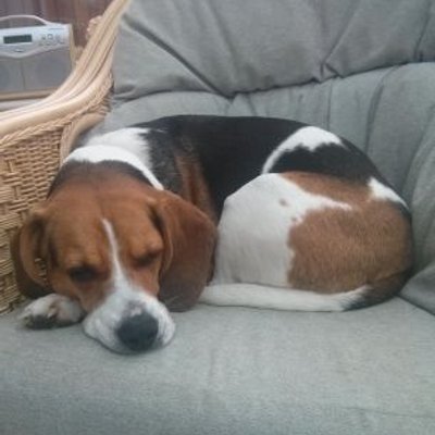 Profile Picture of Frances Brooks (@fran_brooks) on Twitter