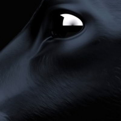 Profile Picture of Gabriel Moniz (@nylazicocuga) on Twitter