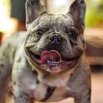 Profile Picture of FATTY BULLZ Cody (@fattybullz_cody) on Instagram