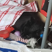 Profile Picture of Ivy Shea Live (@ivyshea471) on Youtube