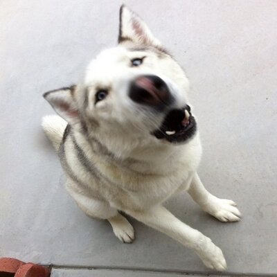 Profile Picture of Andrew Xu (@XuMan06) on Twitter