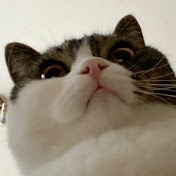 Profile Picture of Kanamu (@user-zd6ms9ox5x) on Youtube