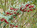 Profile Picture of Cotoneaster bullatuson Wikipedia