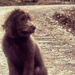 Profile Picture of Fitch Gerald Labradoodle Poet (@fitch.gerald) on Instagram