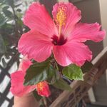 Profile Picture of Kimmer Lanpher (@kimmer0721) on Instagram