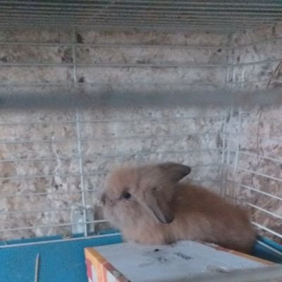 Profile Picture of Dylan Gaul (@DylanGaul3) on Twitter