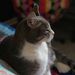 Profile Picture of Emma Hahn (@emmachurchy) on Pinterest