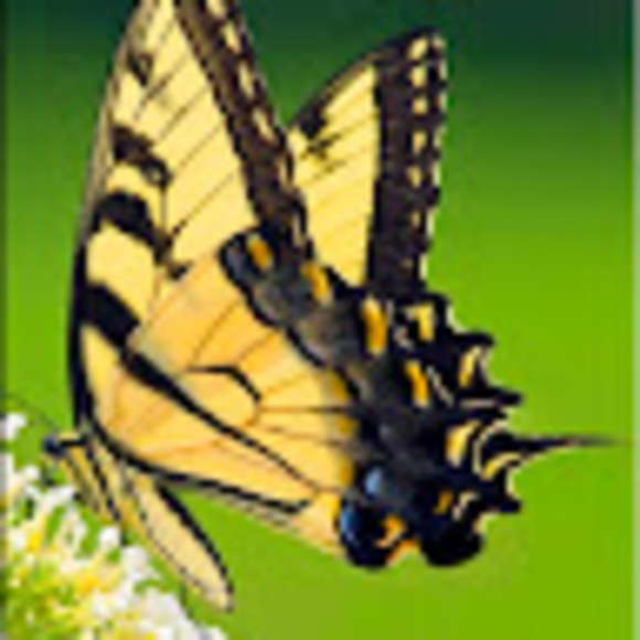 Profile Picture of Kristen Cuddemi (@slvrbutterfly) on Poshmark