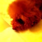 Profile Picture of chris_sparrow (@chris_sparrow) on Instagram