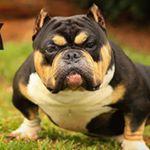 Profile Picture of Jon Scuderi (@dieselbullymobjon) on Instagram