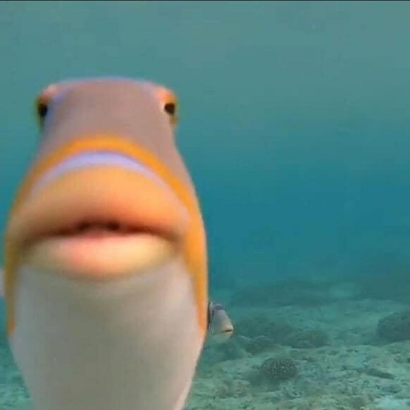 Profile Picture of Gracie David (@clothes_galore0) on Poshmark