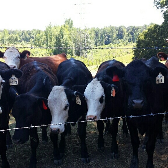 Profile Picture of Jessica Hellems (@jessie0730) on Poshmark