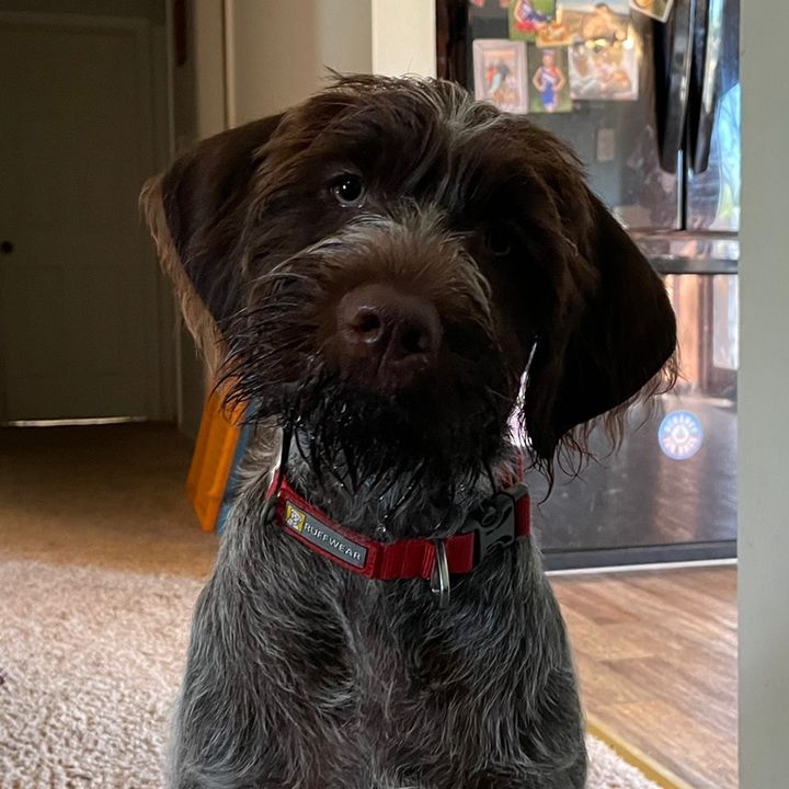 Profile Picture of Chad Strawser (@chadstrawser1) on Tiktok