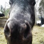 Profile Picture of darlene c nickerson (@blackfeatherhorserescue) on Instagram