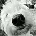 Profile Picture of Vincent Schwartz (@schmoko68) on Instagram