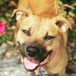 Profile Picture of Brianna Bogle (@crazymax200515) on Instagram