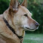 Profile Picture of Joanne Hansen (@jostress) on Instagram