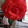 Profile Picture of Diana Metcalf (@@dianametcalf) on Tiktok