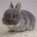 Profile Picture of Julia Ramer (@verseaulapin) on Pinterest