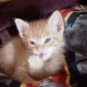 Profile Picture of Amanda Largo (@amandalargo812) on Youtube