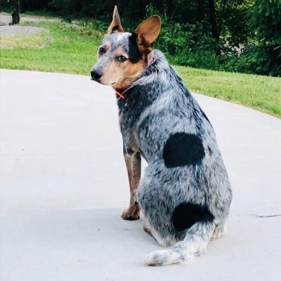Profile Picture of Kelli Gilliam (@kelliGilliam16) on Twitter