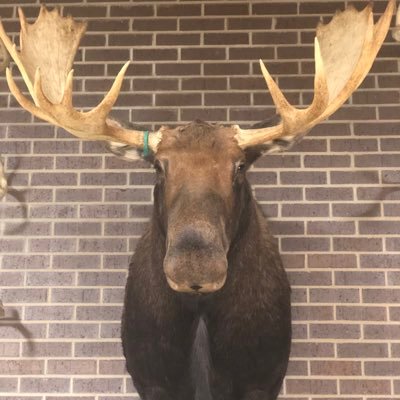 Profile Picture of Steve Spicer (@Pimpspice) on Twitter