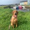 Profile Picture of Misty DogNI (@@mistydognorthernireland) on Tiktok
