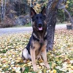 Mark Delorme - Instagram Profile Picture of Mark Delorme (@himarkmechanical) on Instagram