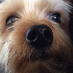 Profile Picture of Brian Copperman (@coppergram) on Instagram